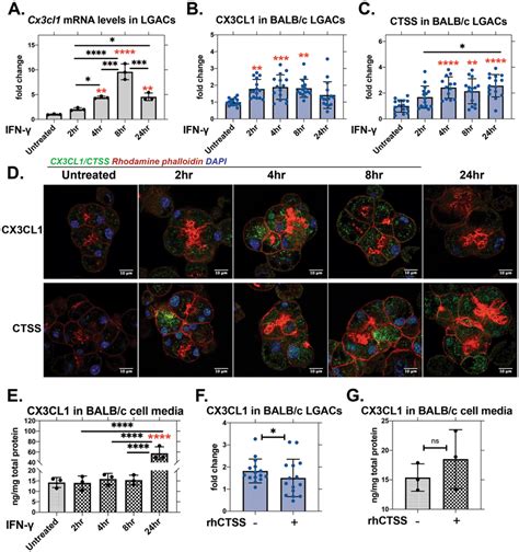 Recombinant Mouse Ifn γ 200 Uml Induces Cx3cl1 Gene Expression And