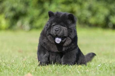 10 Strongest Dog Breeds for Getting Work Done - Foreblog