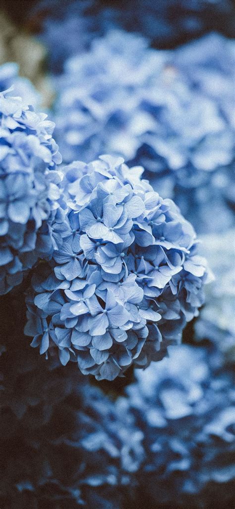 Blue Flowers Iphone 12 Wallpapers Free Download