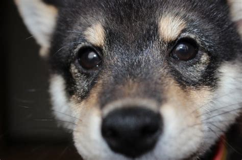 犬の無駄吠えを直す、意味や要求吠えなどのしつけ 犬のしつけ事典 ｜ 犬の気持ちと種類から