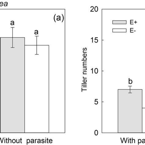 Structure of haustoria on the roots of E. tangutorum and S. purpurea ...