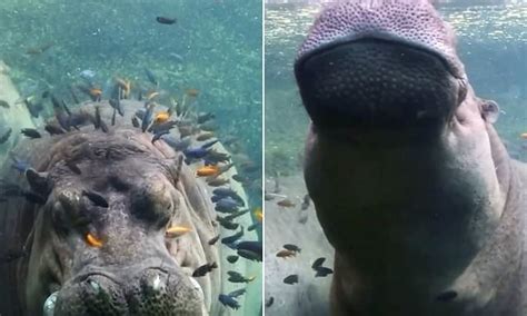 Hippopotamus Timothy Enjoys An Underwater Nap And Fish Spa At San