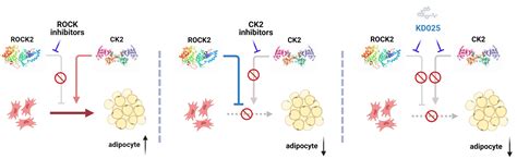 Molecules Free Full Text Rock2 Specific Inhibitor Kd025 Suppresses