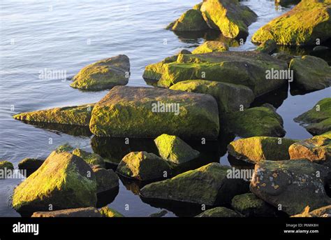 Green Algae Hi Res Stock Photography And Images Alamy