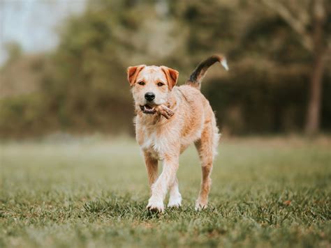 The Best Bone Alternatives for Dogs - Stamford CT Offleash K9 Dog Training