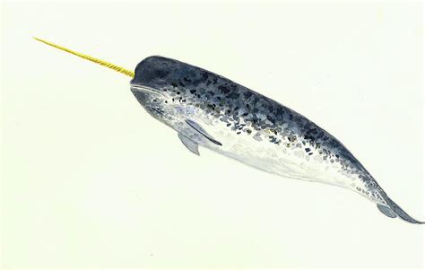 Narwhal Painting By Michael Vigliotti Pixels