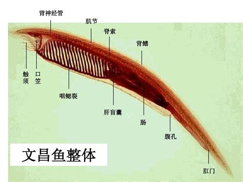 文昌鱼：似鱼非鱼，种类不多，却在动物界地位特殊海水鱼类西南渔业网 水花鱼 水产养殖专业网 渔业行业门户网 西南水产网 第一线养鱼网 丰祥