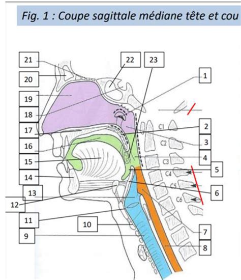 Coupe sagittale médiane tête et cou 3 17 23 Diagram Quizlet
