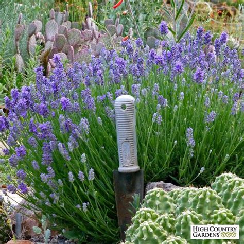 Dwarf Lavender Plants