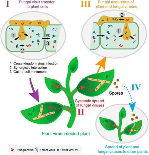 Facilitative And Synergistic Interactions Between Fungal And Plant