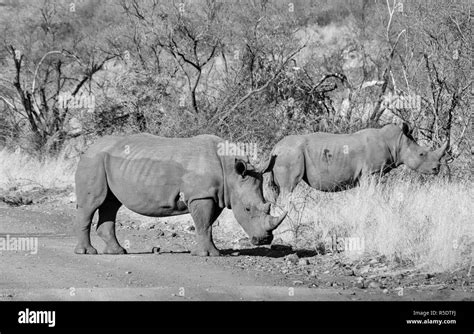 A White Rhino In Southern African Savanna Stock Photo Alamy