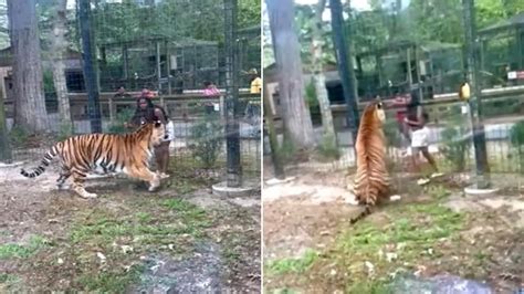 Video Mujer Se Acerc A La Jaula De Un Tigre Y Ahora Es Buscada Por