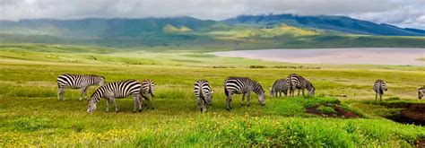 Day Tanzania Safari Experience Luxury Bush City Adventure