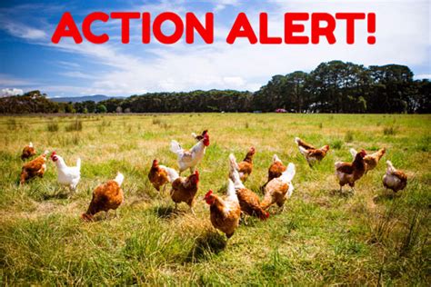 Action Alert