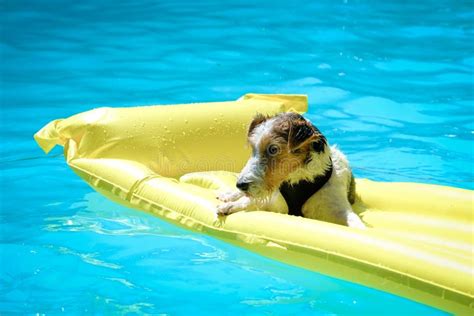 Perro Que Flota En Un Colch N En Una Piscina Foto De Archivo Imagen