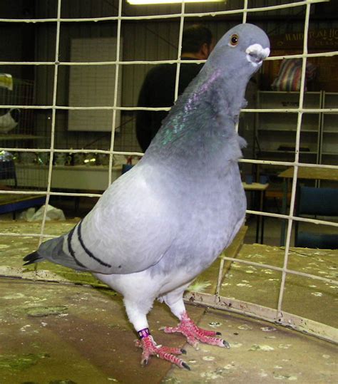 African Owl Pigeon Pictures Encyclopedia Of Pigeon Breeds