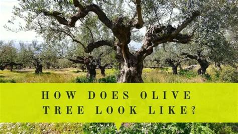 What Does Olive Tree Look Like Description With Pictures And Video Oliviada