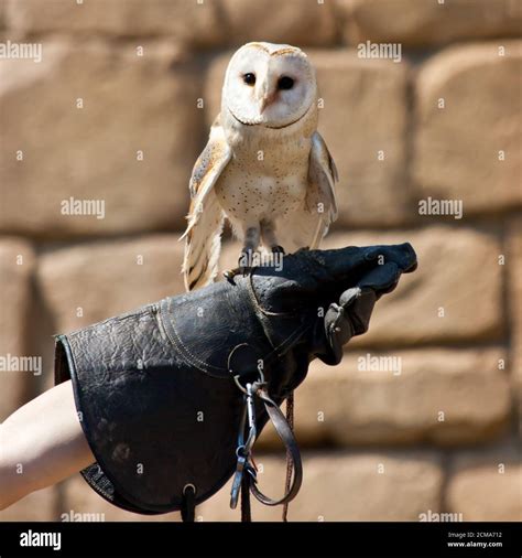Barn Owl (Tyto Alba Stock Photo - Alamy