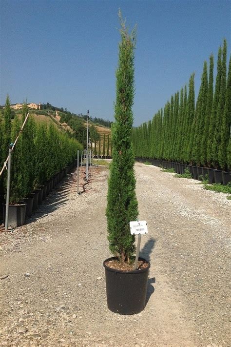 Кипарис Тотем / Cupressus Semp. "Totem" Размери - Озеленяване Бургас