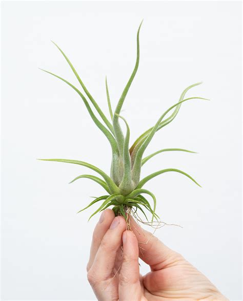 Tillandsia Caput Medusae Online Kaufen Farnwerk Design Lebt