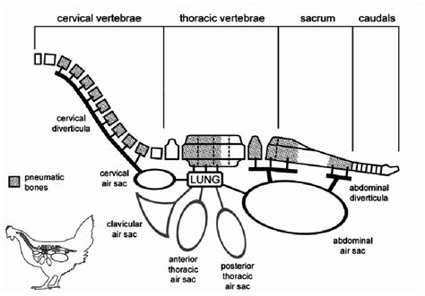 The lungs and air sacs of the chicken and their relationship to the ...