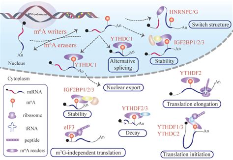 Functions Of M A Modification In Mrna Writer Proteins Deposit M A