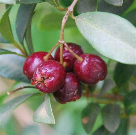 Brush Cherry Syzygium Paniculatum