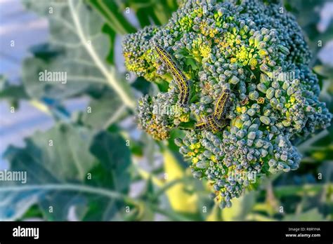 Pieris Brassicae Larva Es Un Gusano De Un Repollo Blanco Grande