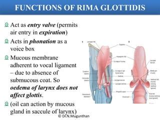 Anatomy of Larynx Prof.Dr.N.Mugunthan | PPT