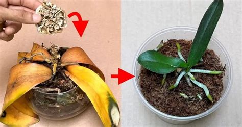 Revivir sus orquídeas podridas con ajo Una solución natural y fácil