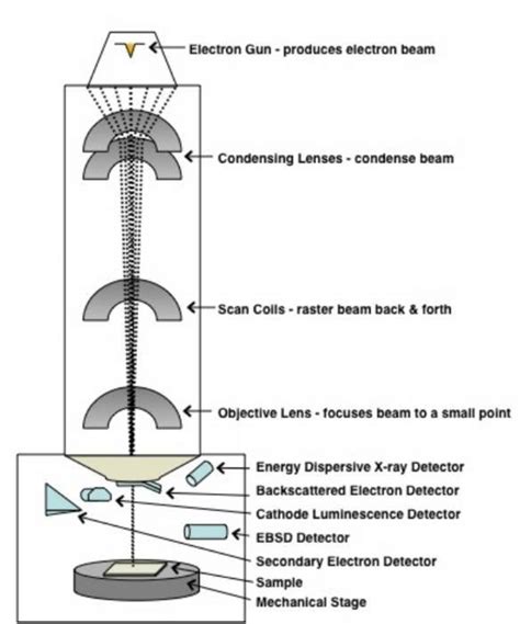 1: A scheme of scanning electron microscope [340]. | Download ... 