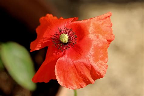 Corn Poppy Flower Red Free Photo On Pixabay