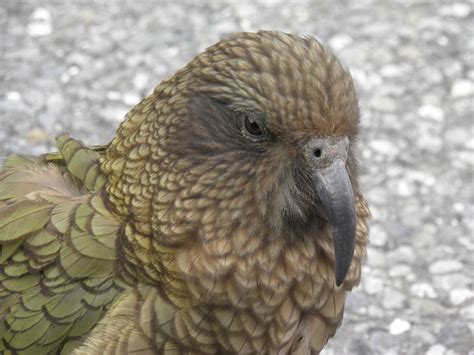 Arthur’s Pass National Park – Life Through the Optic Nerve