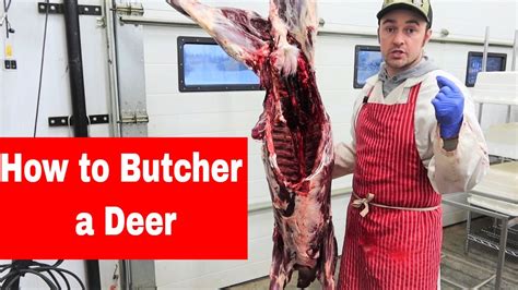 How To Debone A Deer How To Butchercut A Deer Youtube