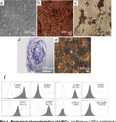 Figure 1 from Human Urine Derived Stem Cells in Combination with β TCP