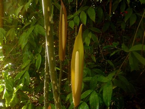 Anchomanes difformis - TROPICAL LOOKING PLANTS - Other Than Palms ... 