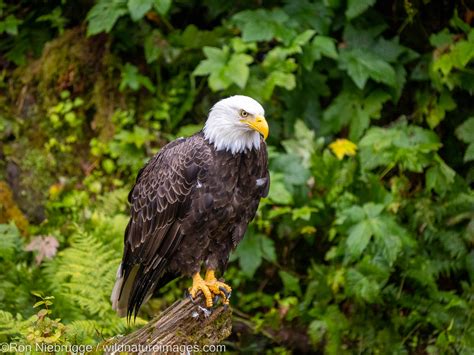 Bald Eagle Tongass National Forest Alaska Photos By Ron Niebrugge