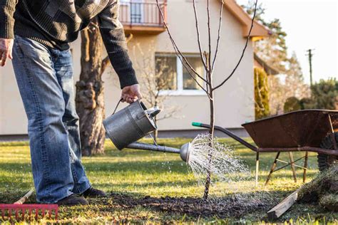 Arbres Fruitiers Choisir Planter Tailler Et R Colter Les Fruits