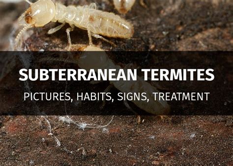 Termite Resistant Mulch What Mulches Attract Termites