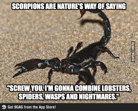 24 Best Scorpions Images On Pinterest Scorpio Scorpion And Bugs