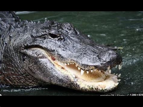 Alligator Secrets Exploring Wildlife Contaminants Survival Tactics