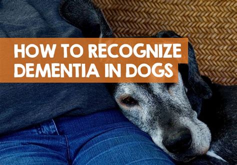 What Are The Signs Of Dementia In A Dog