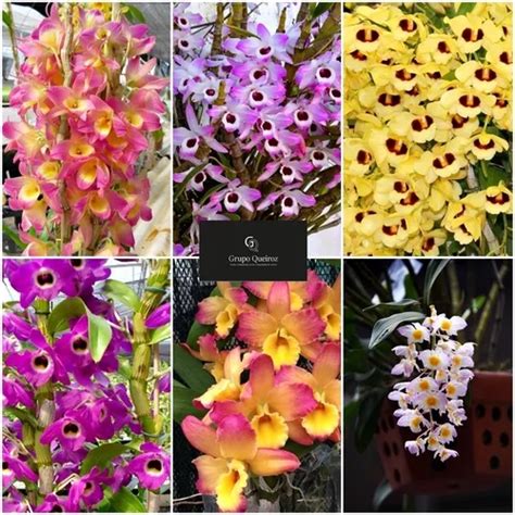 Kit 5 Mudas De Orquidea Dendrobium Pendentes Especie Lindas