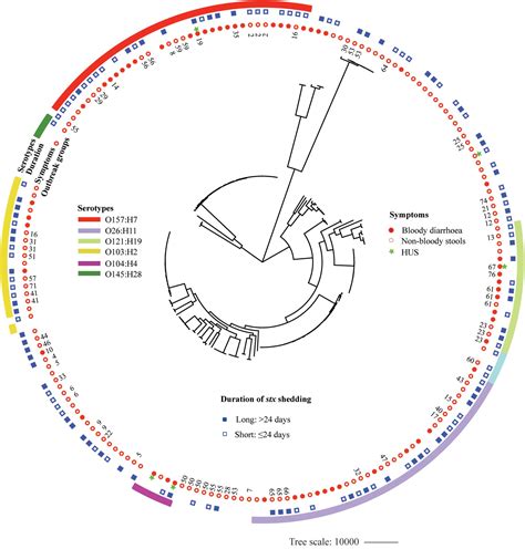 Frontiers Genomic Insights Into Clinical Shiga Toxin Producing