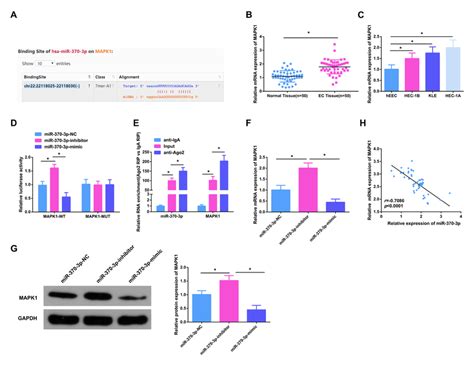 Mir 370 3p Targeted Mapk1 A Binding Region Of Mir 370 3p And Mapk1