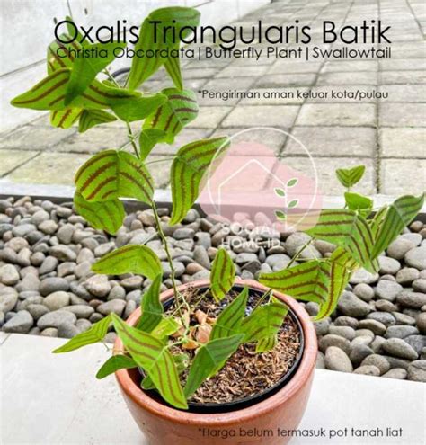 Jual Tanaman Hias Oxalis Triangularis Kupu Kupu Batik Butterfly Plant