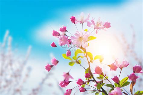 Blue Sky Peach Blossom Spring Flowers Background Download Free | Banner ...