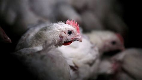 It Could Be the Age of the Chicken, Geologically - The New York Times