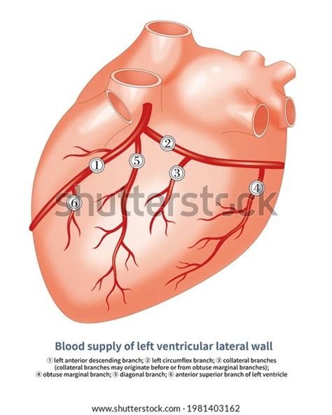 Collateral Branch Diagonal Branch Anterior Superior Stock Illustration 1981403162 | Shutterstock