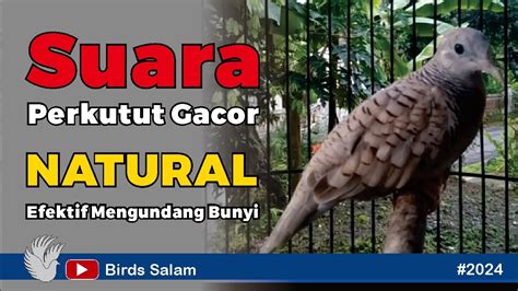 Perkutut Lokal Gacor Suara Besar Belum Satu Menit Udah Pada Nyaut